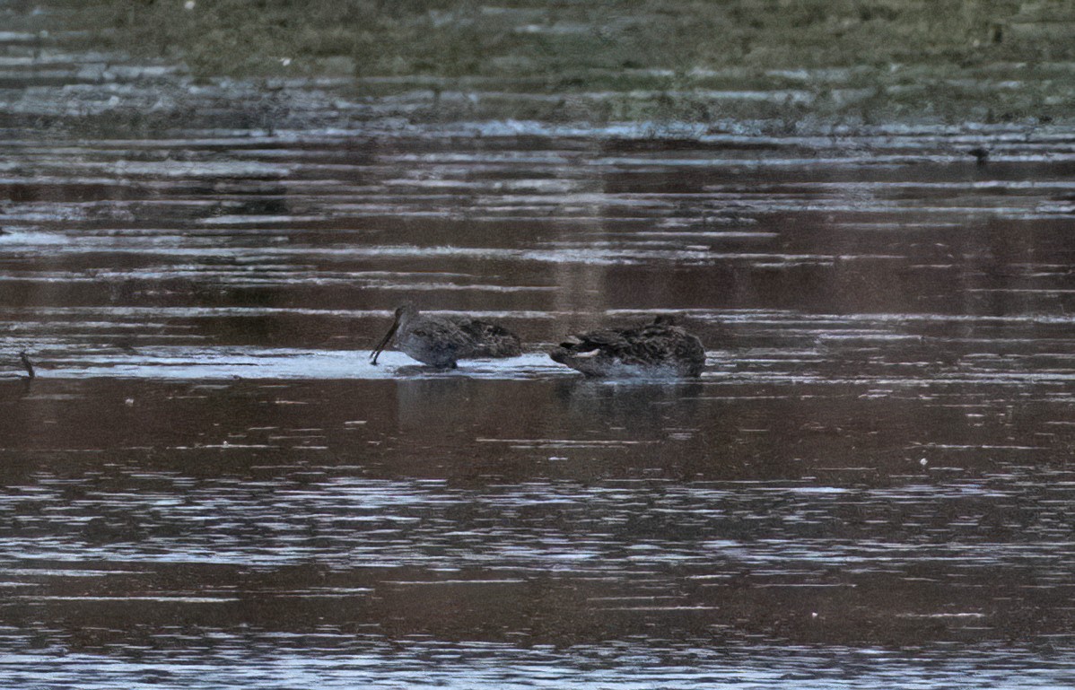 Long-billed Dowitcher - ML610514271