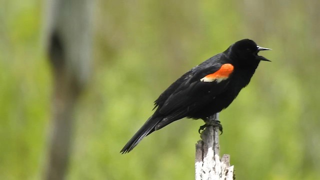 Red-winged Blackbird - ML610514302