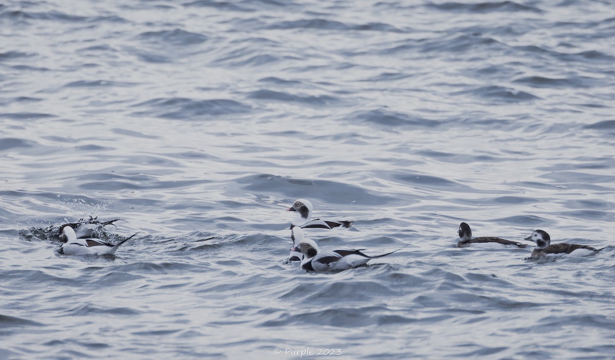 Long-tailed Duck - Violet Wu