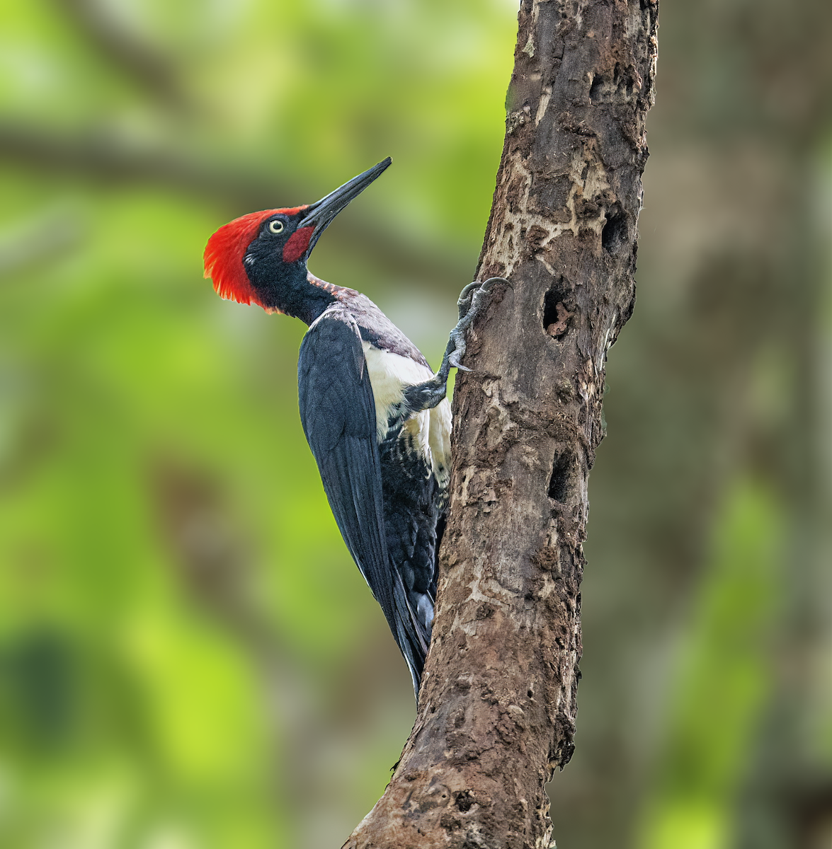 White-bellied Woodpecker - ML610514609