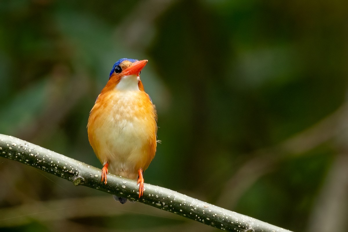Malachite Kingfisher (Principe) - ML610514768