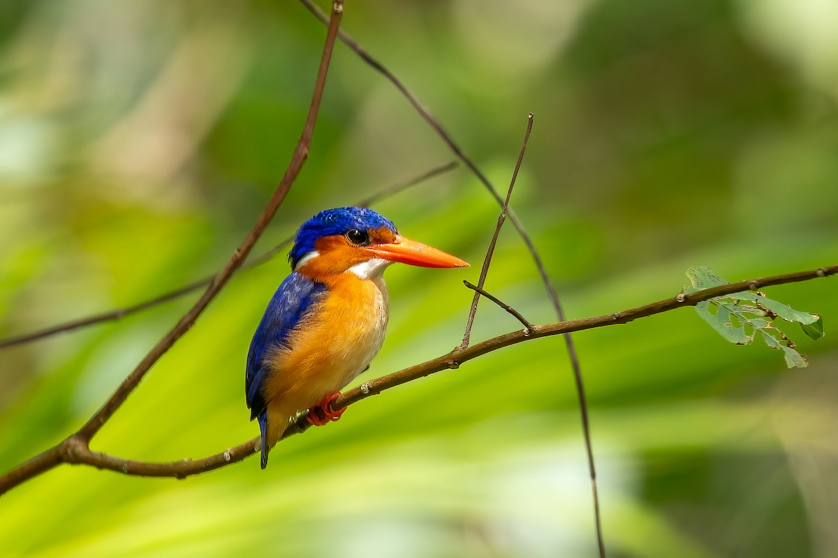 Malachite Kingfisher (Principe) - Daniel Danckwerts (Rockjumper Birding Tours)