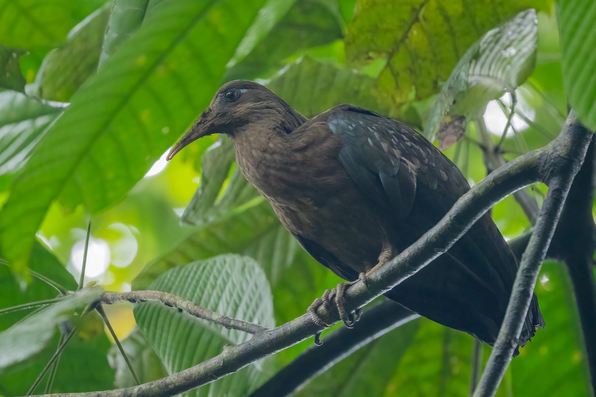 Ibis de Santo Tomé - ML610514850