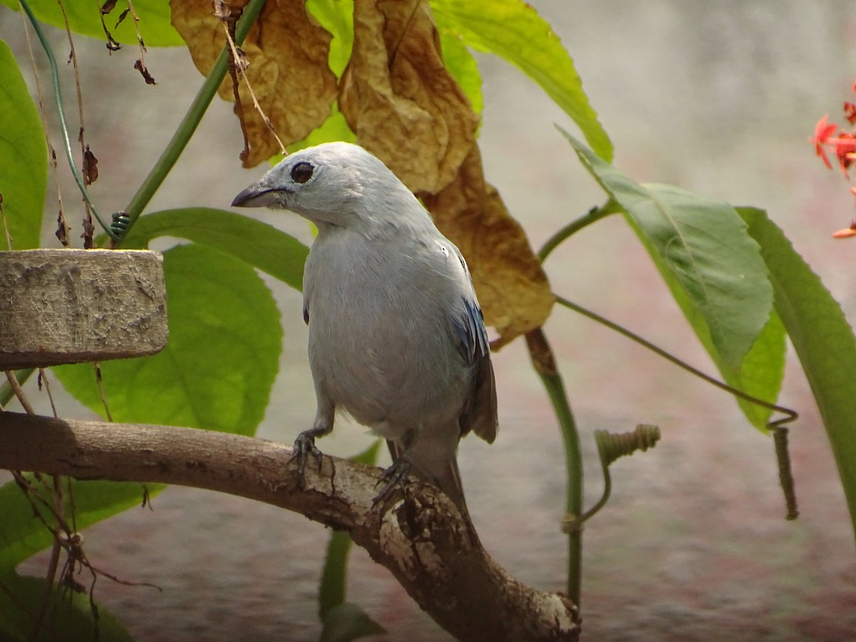 Blue-gray Tanager - ML610514946