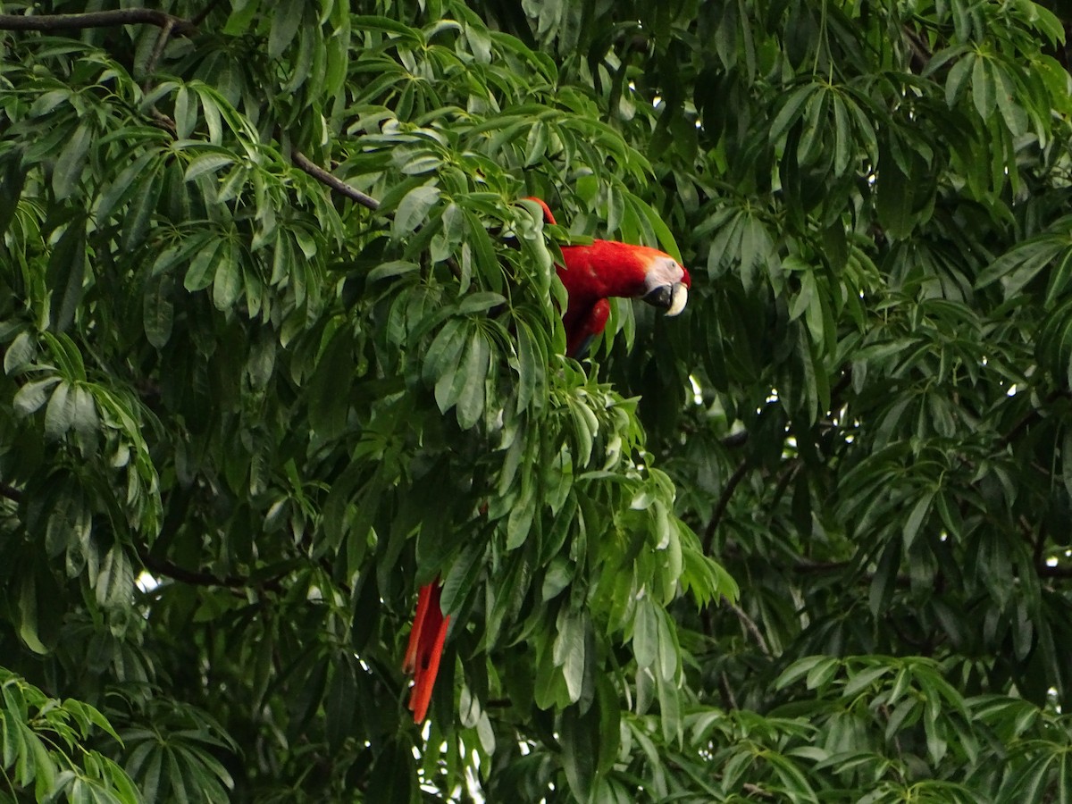 Scarlet Macaw - ML610514991