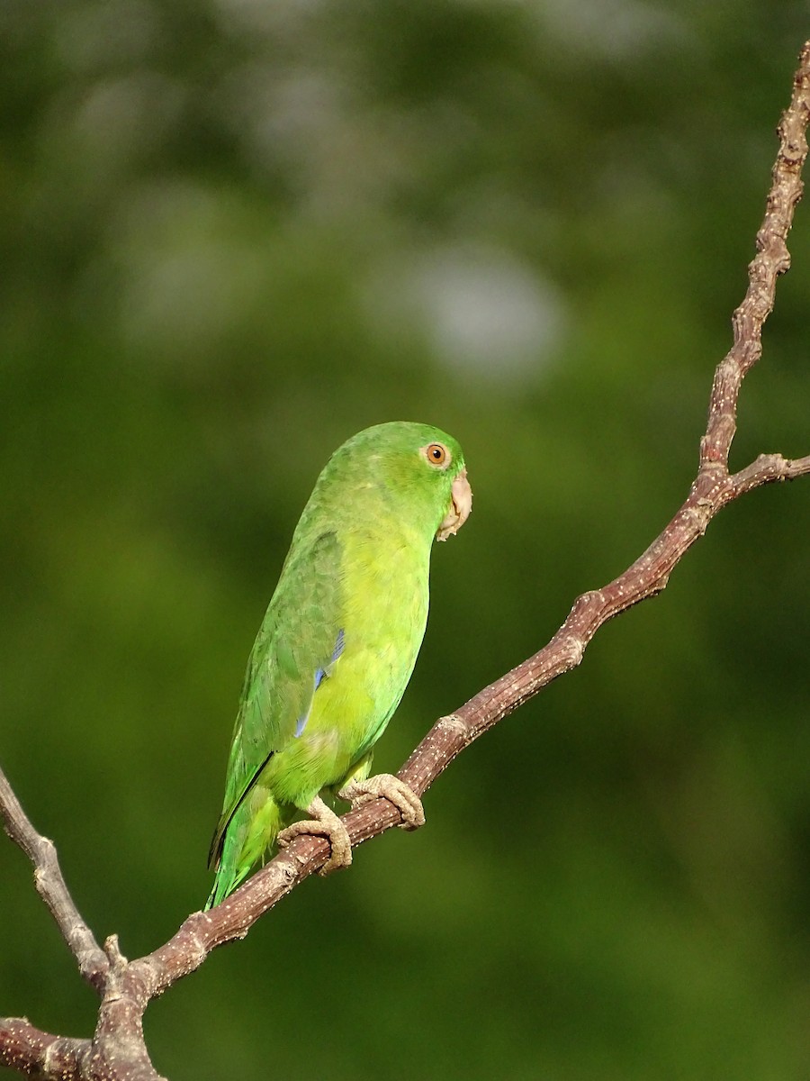papoušíček amazonský - ML610514997