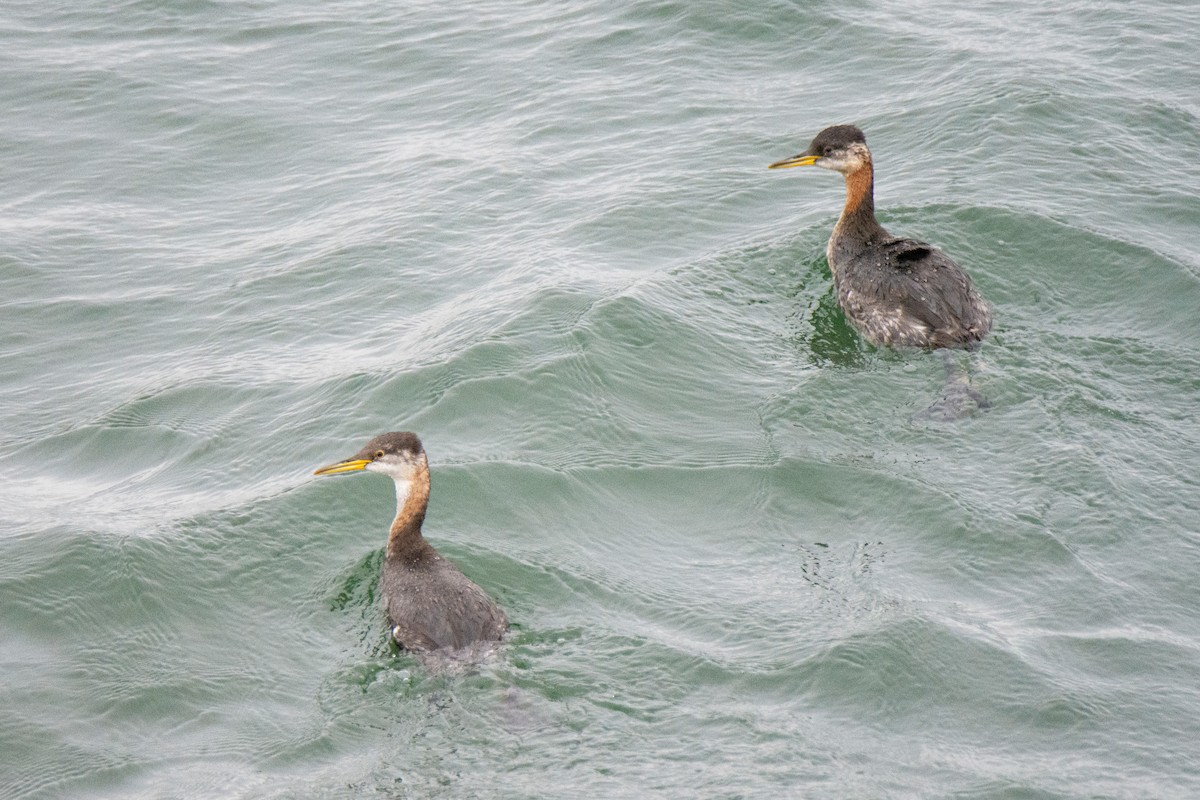 Red-necked Grebe - ML610515566