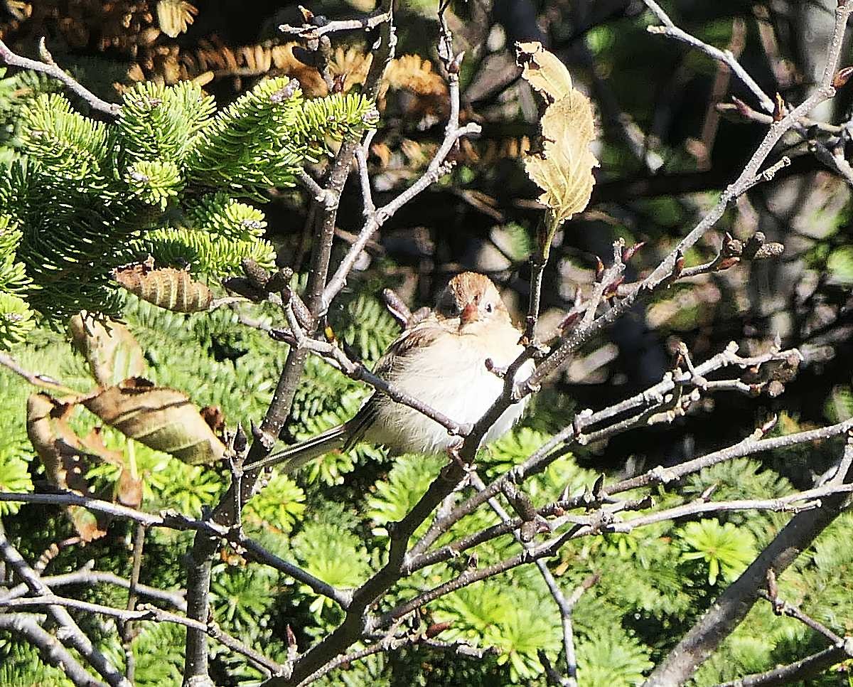 Field Sparrow - ML610515666