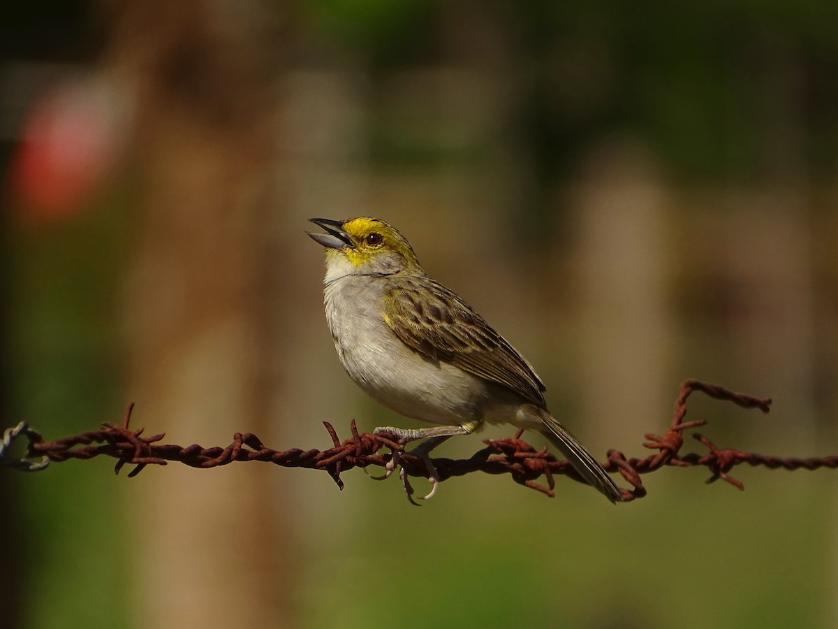 Yellow-browed Sparrow - ML610515898