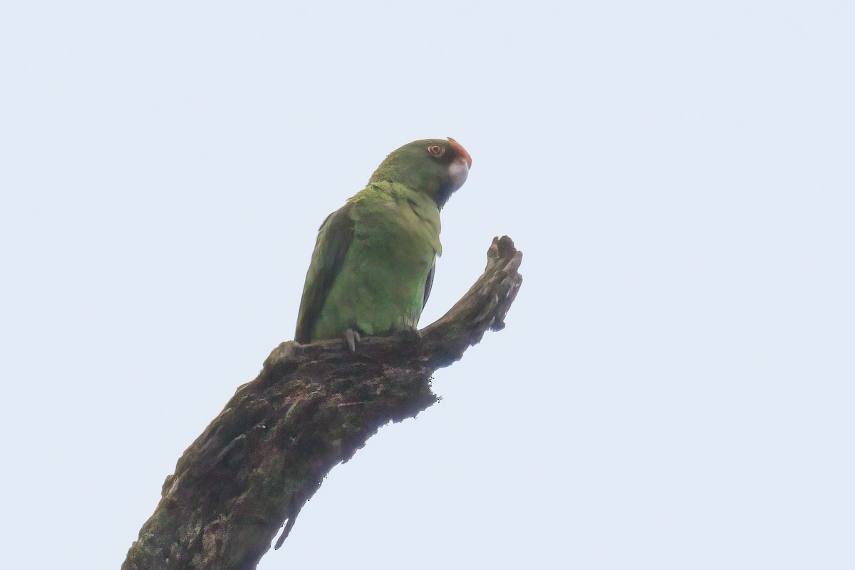 Red-fronted Parrot - ML610516085