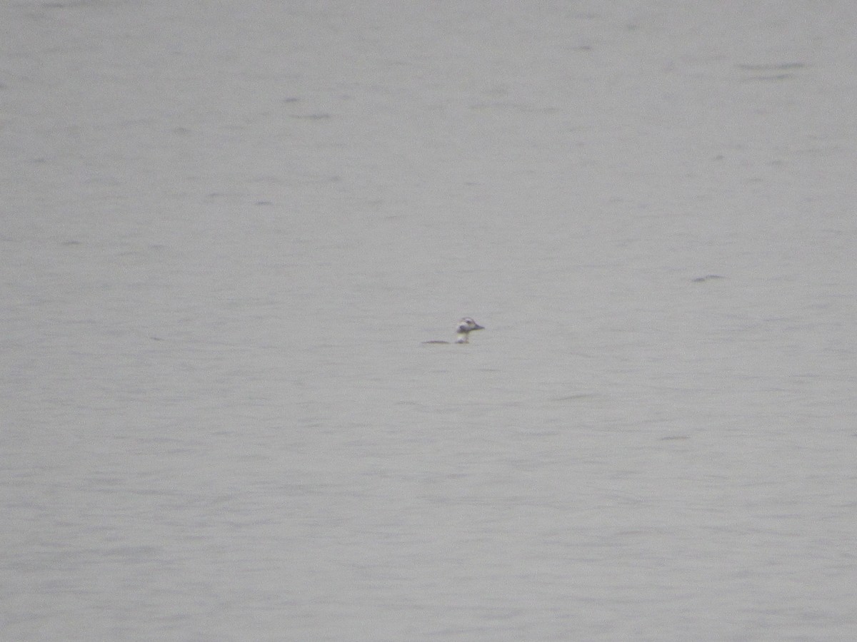 Long-tailed Duck - ML610516126