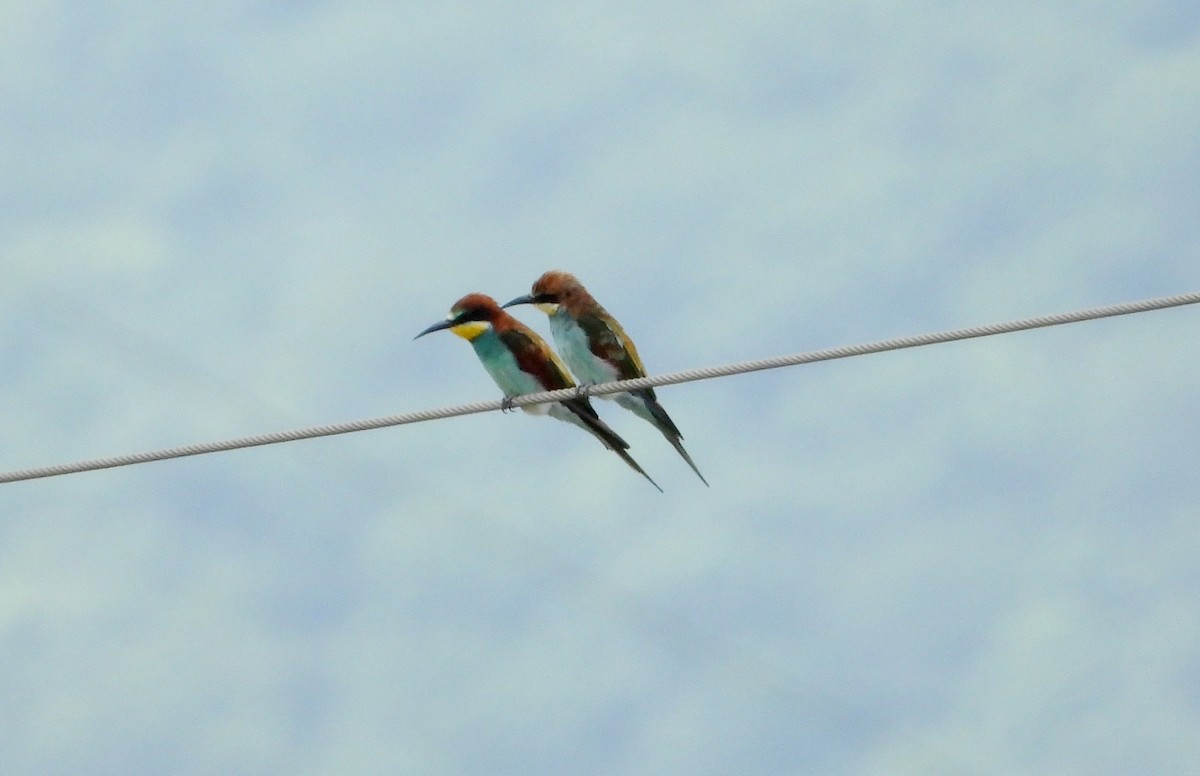 European Bee-eater - ML610516194