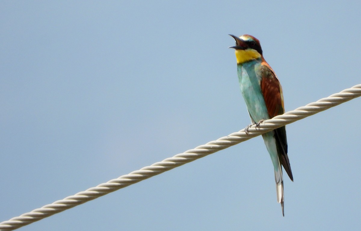 European Bee-eater - ML610516197