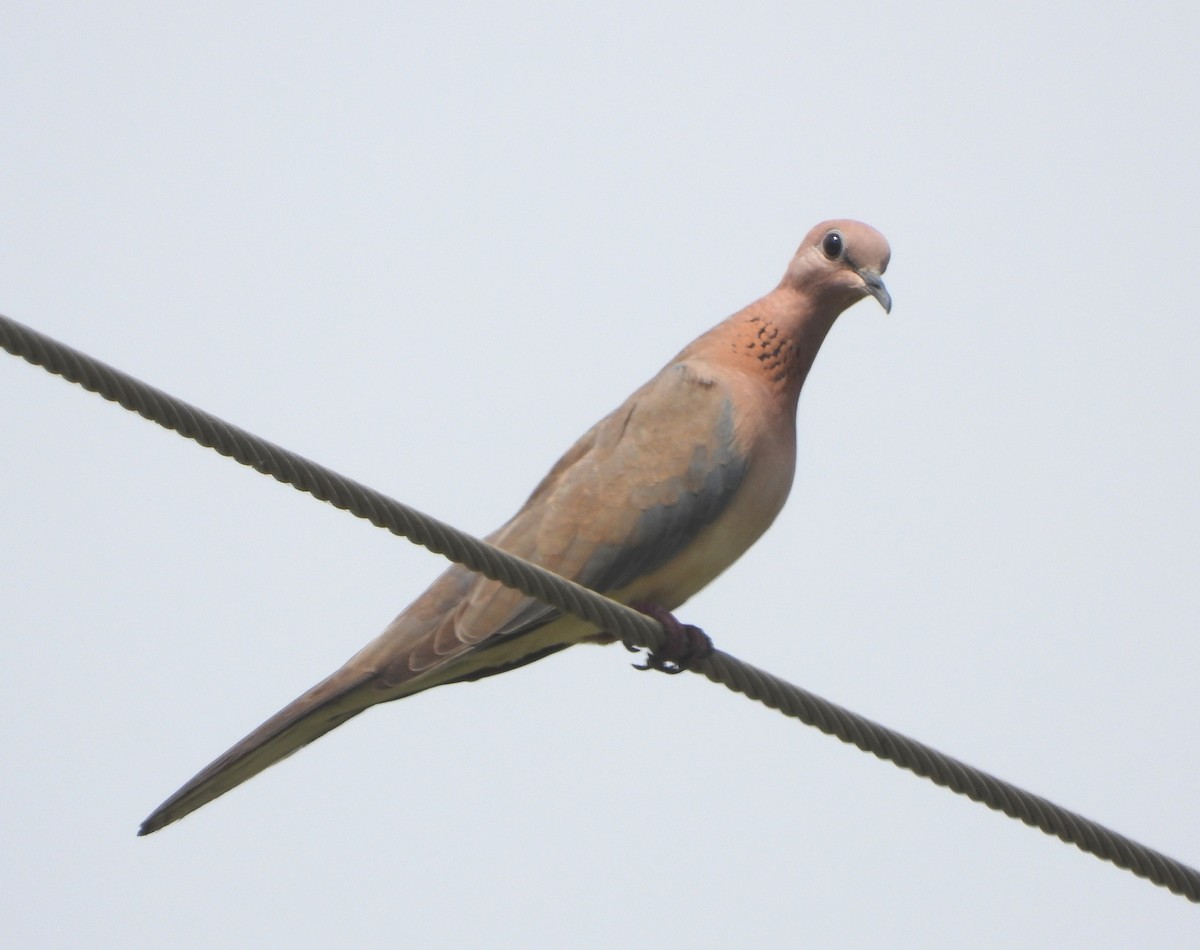 Laughing Dove - ML610516215