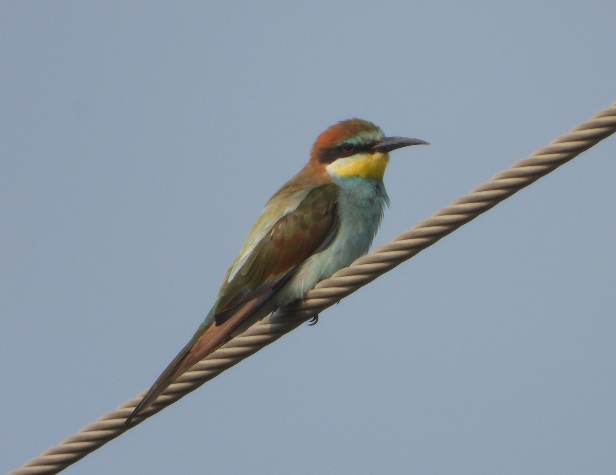 European Bee-eater - ML610516297