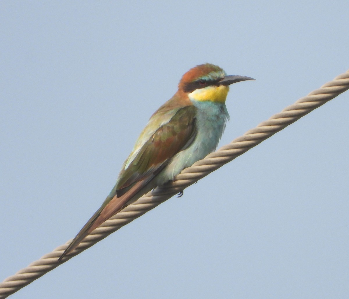 European Bee-eater - ML610516299