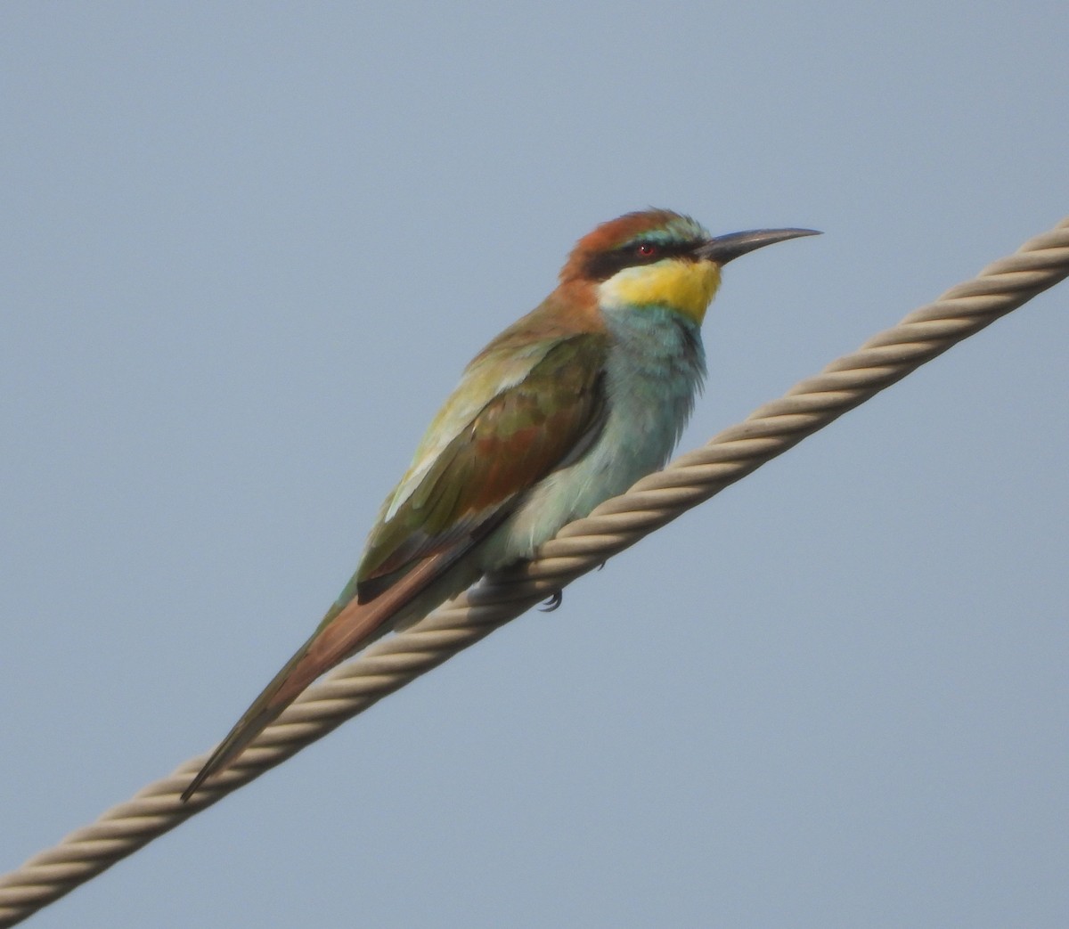 European Bee-eater - ML610516301