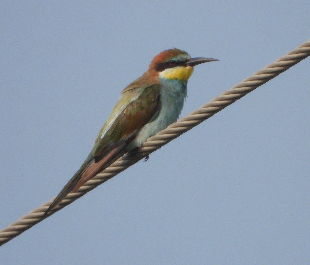European Bee-eater - ML610516302