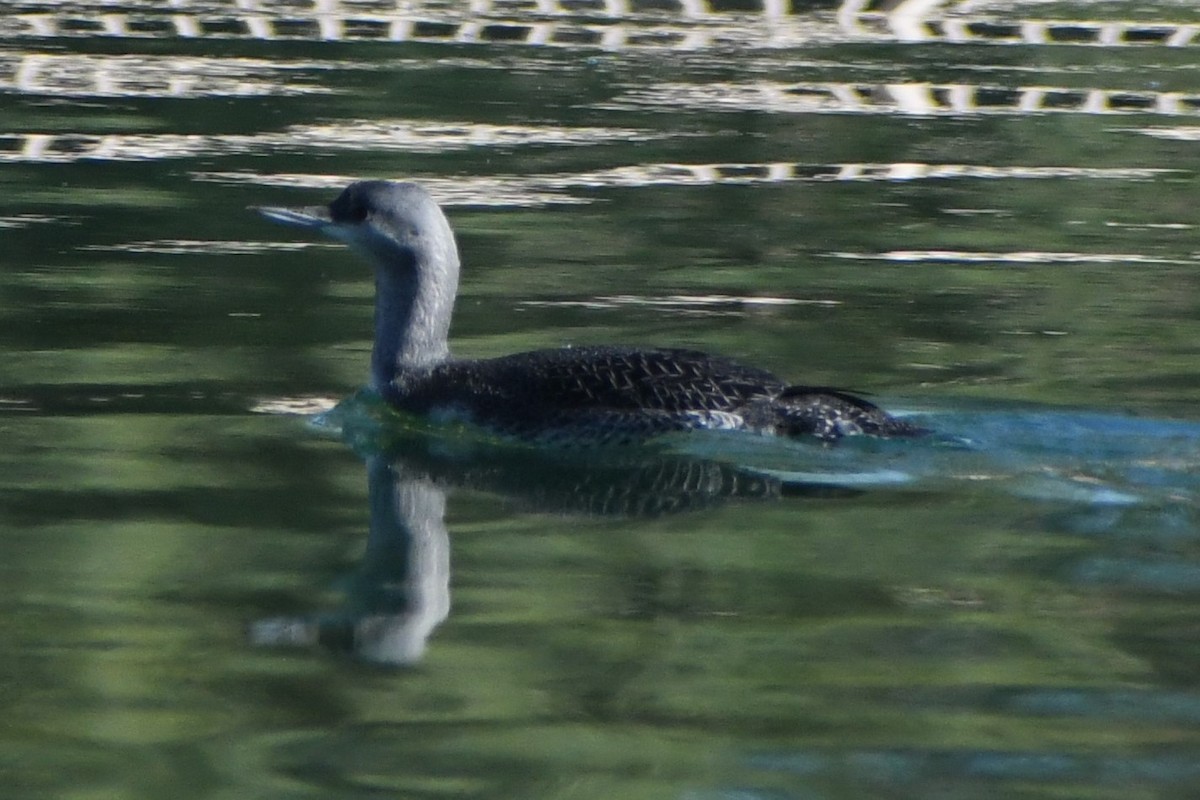 Red-throated Loon - ML610516720
