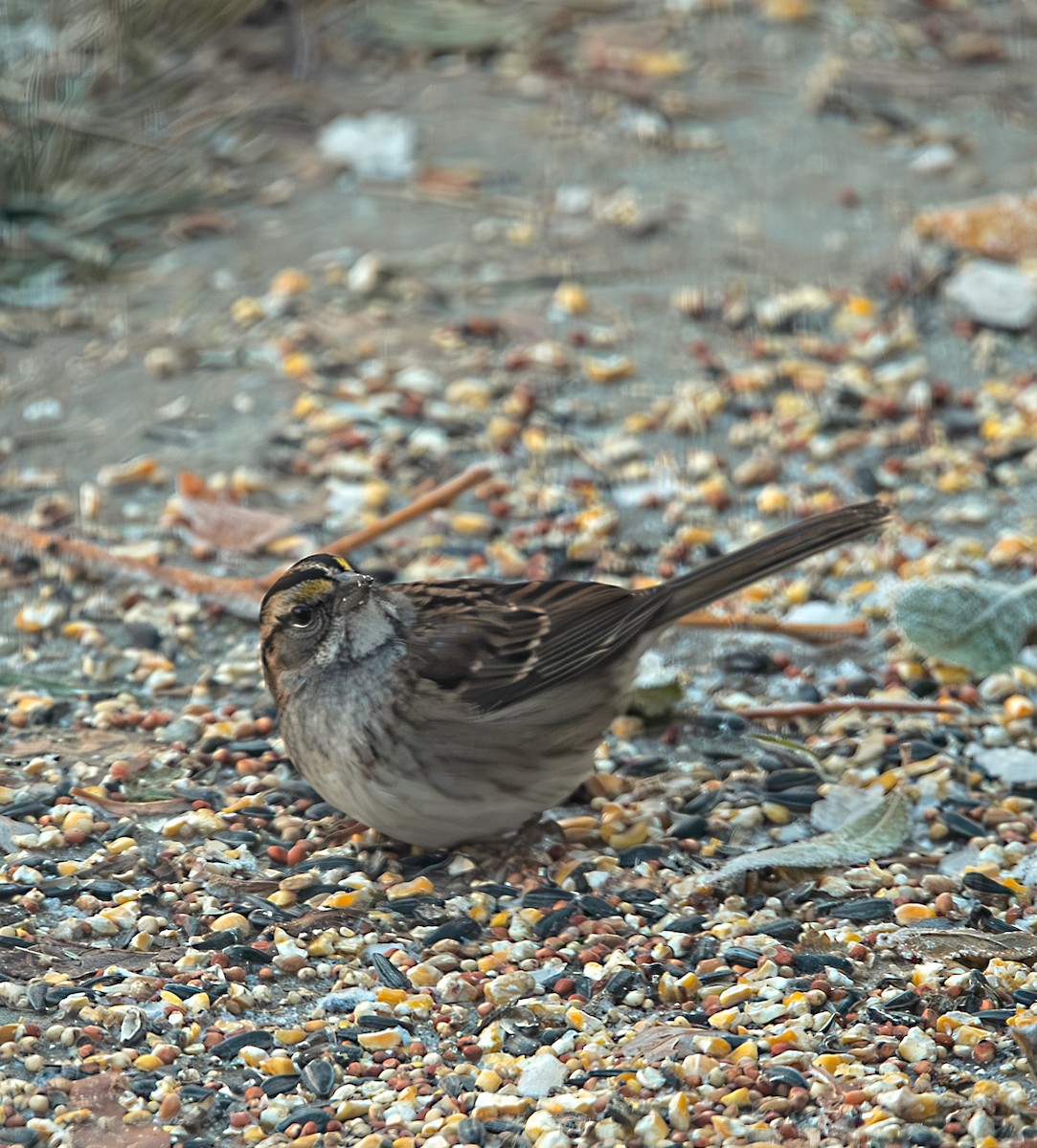 White-throated Sparrow - Alex Kearney