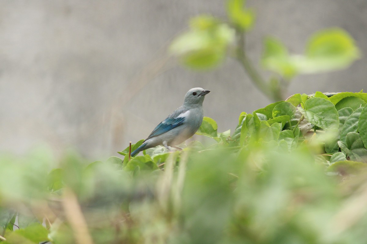 Blue-gray Tanager - ML610517300