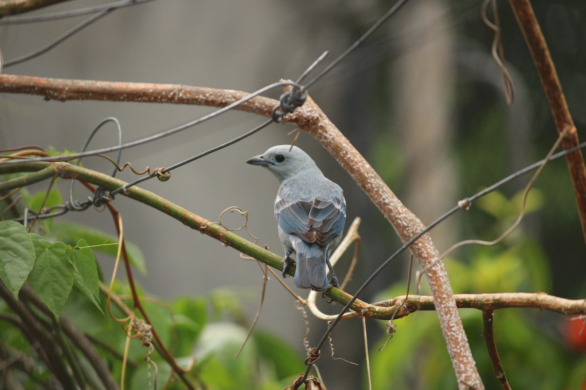 Blue-gray Tanager - ML610517301
