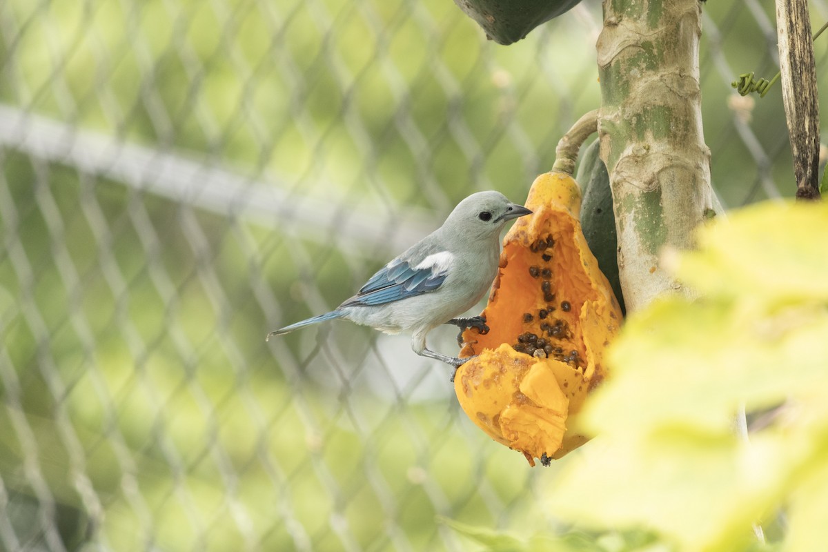 Blue-gray Tanager - ML610517555