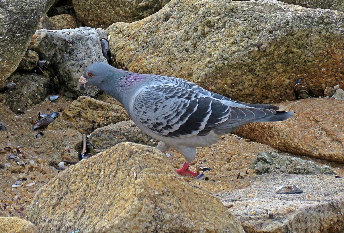 Rock Pigeon (Feral Pigeon) - ML610517906