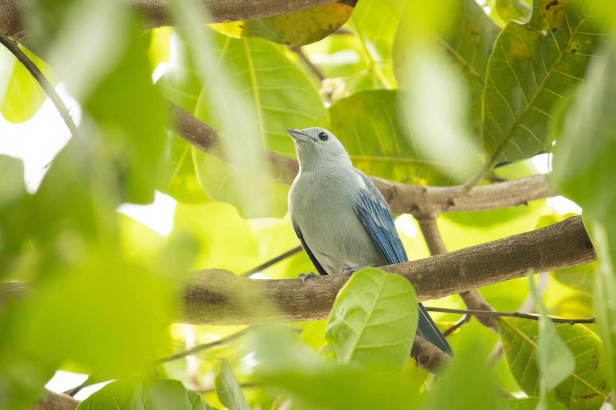 Blue-gray Tanager - ML610518030