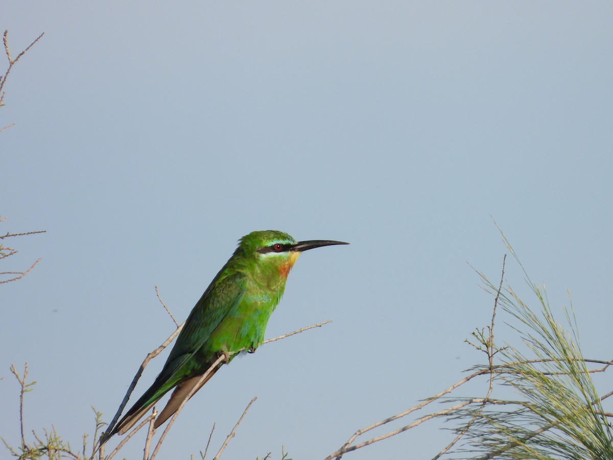 Blue-cheeked Bee-eater - ML610518101