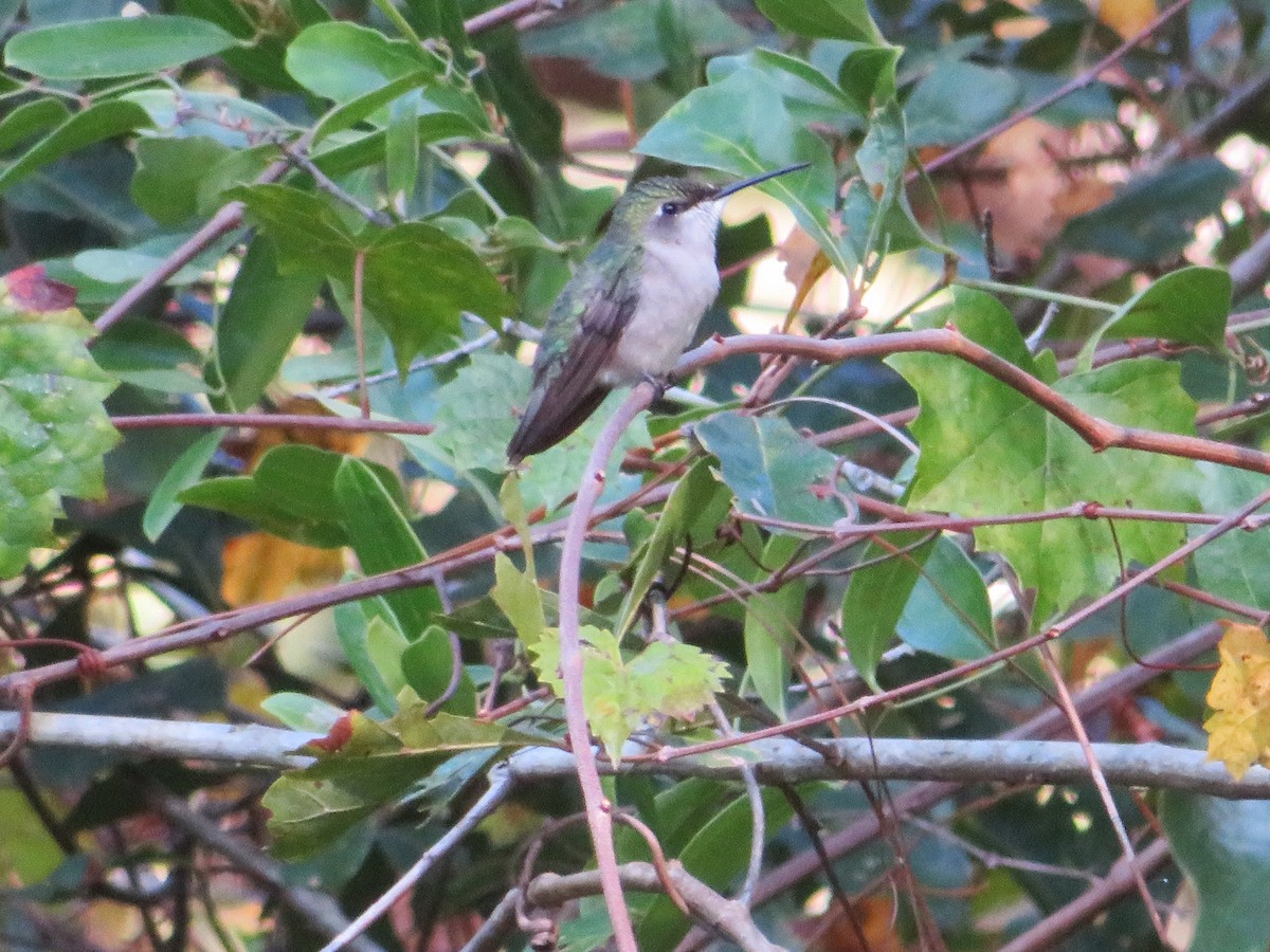 Ruby-throated Hummingbird - ML610518176