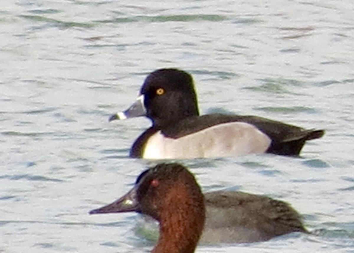 Ring-necked Duck - ML610518236