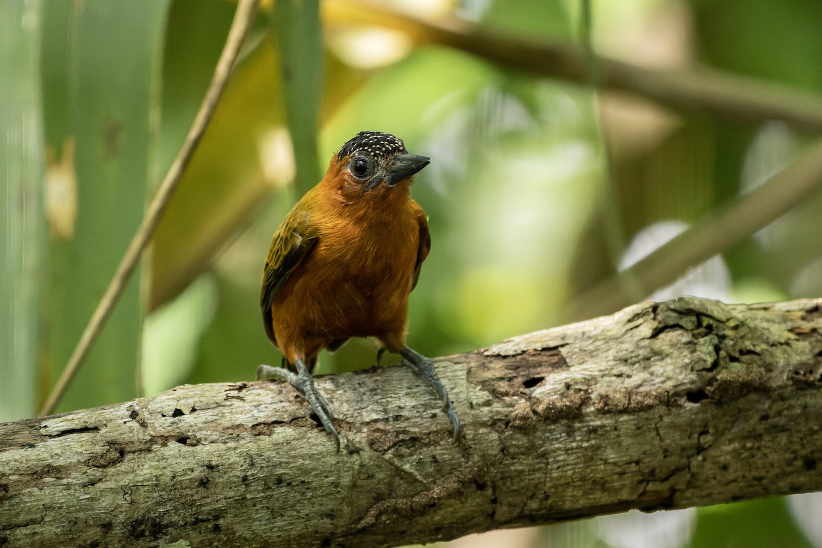 Rufous-breasted Piculet - Tomaz Melo