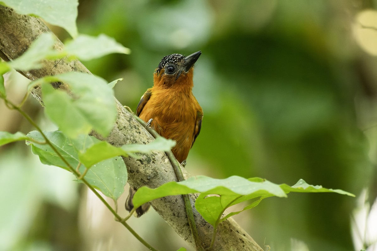 Rufous-breasted Piculet - ML610519214
