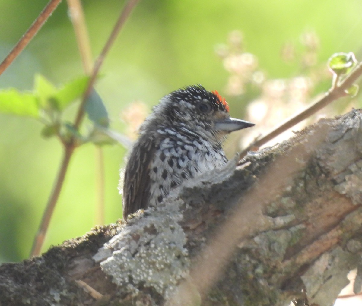 White-barred Piculet - ML610519492