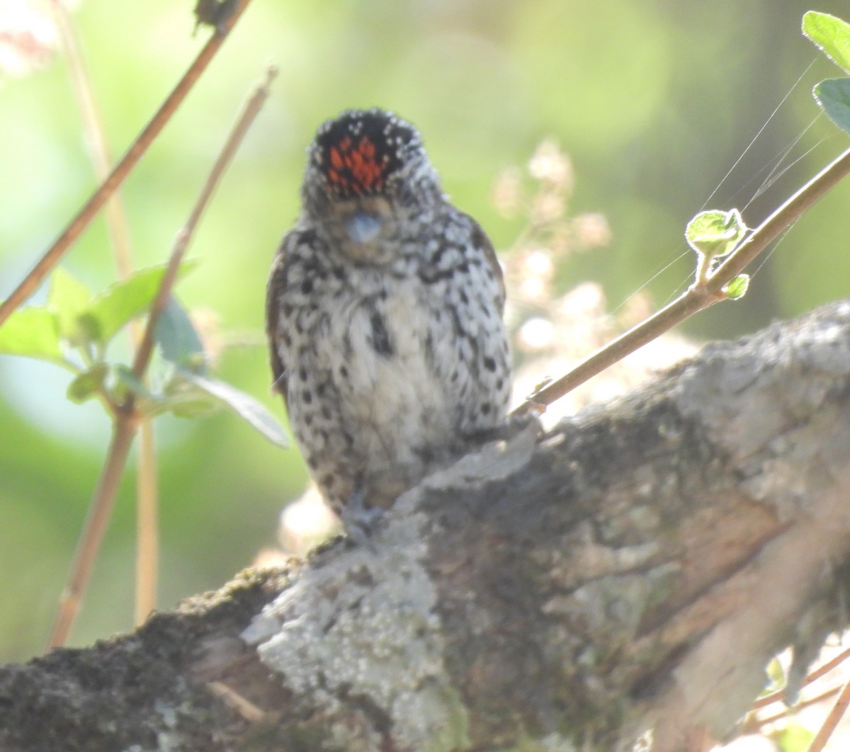 White-barred Piculet - ML610519493