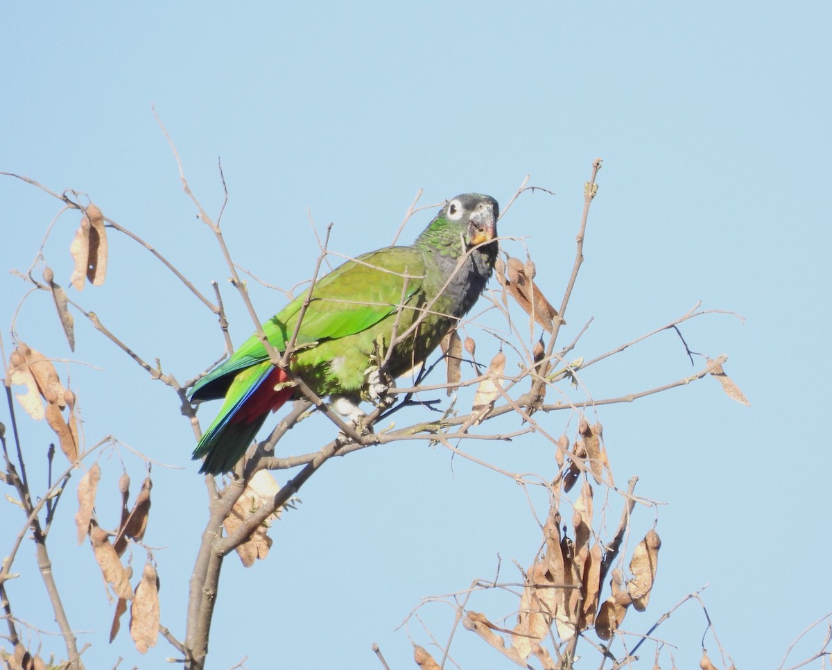 Scaly-headed Parrot - ML610519512