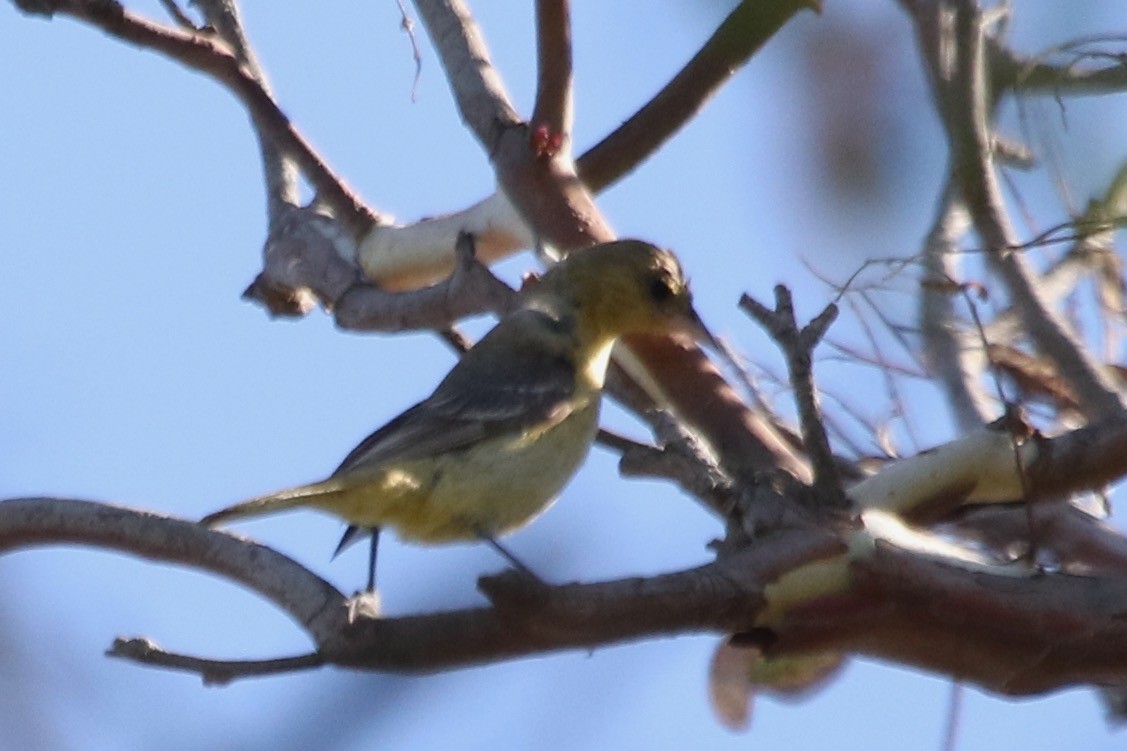 Orchard/Hooded Oriole - ML610519595