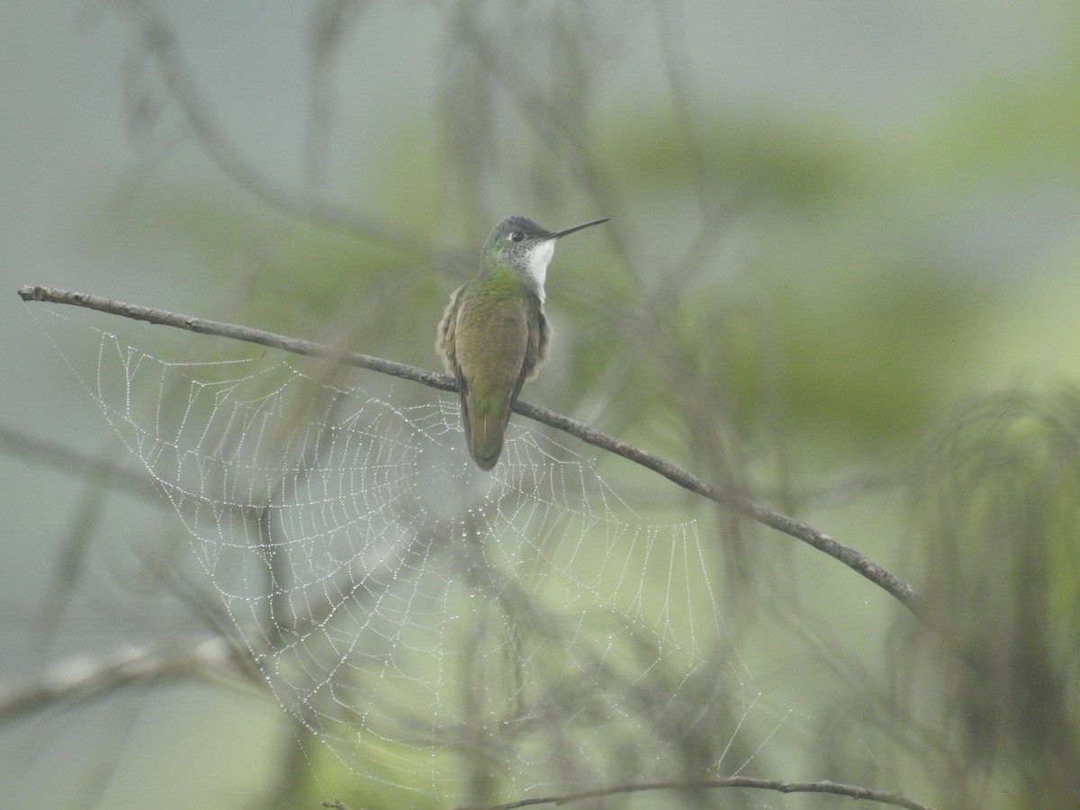 Azure-crowned Hummingbird - ML610519700