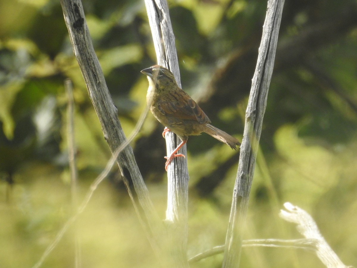 Rusty Sparrow - ML610519759