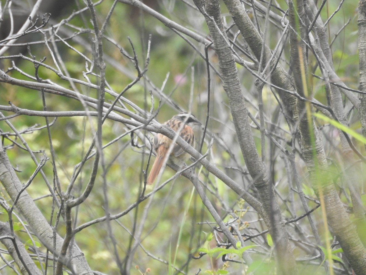 Stripe-headed Sparrow - ML610520043