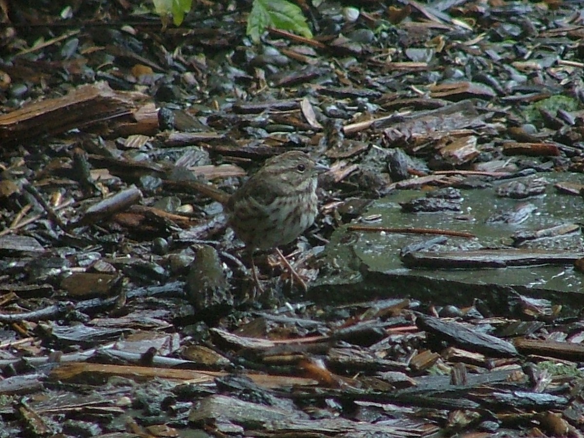 Song Sparrow - Greg Lawrence