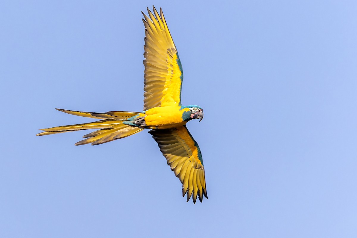 Blue-throated Macaw - ML610520767