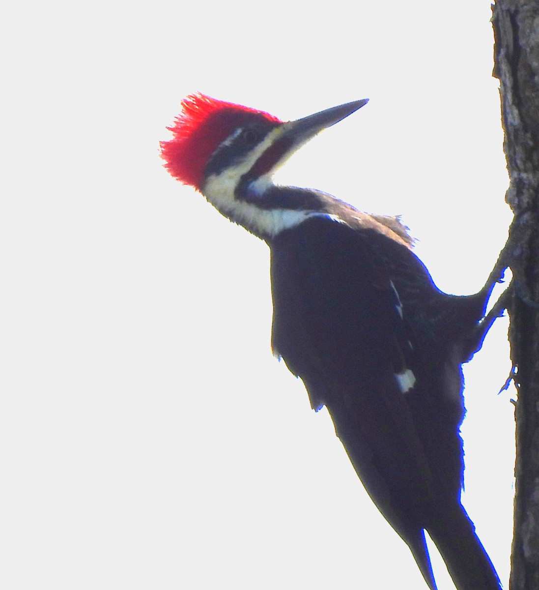 Pileated Woodpecker - ML610520900