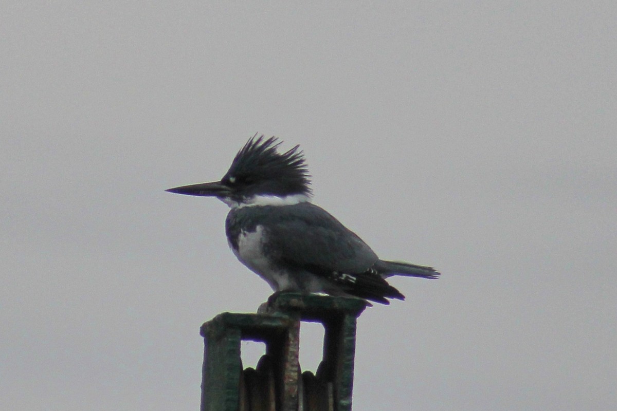 Belted Kingfisher - ML610520980
