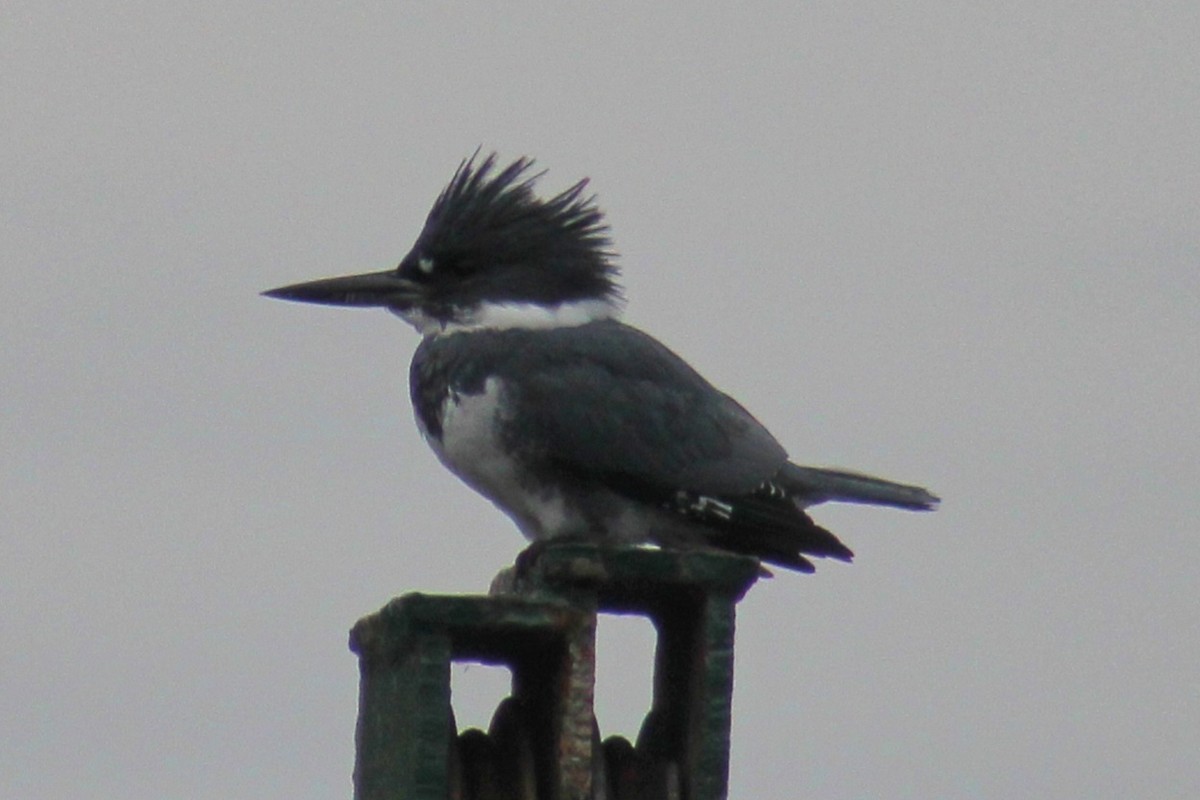 Belted Kingfisher - ML610520981