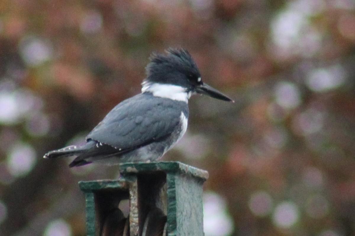 Belted Kingfisher - ML610520982