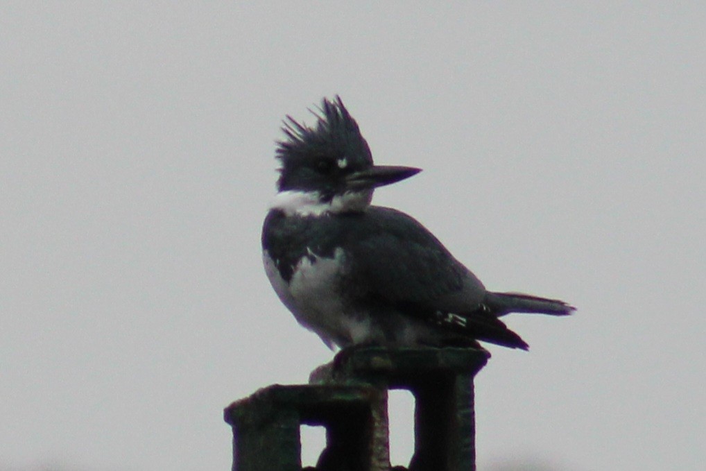 Belted Kingfisher - ML610520983