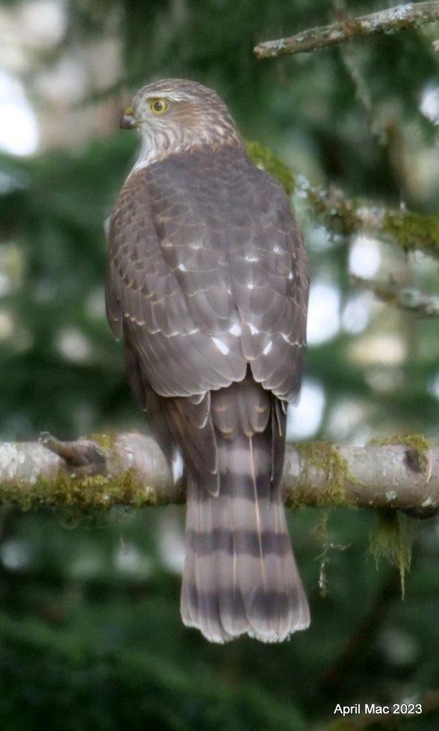 Ebird Checklist Oct V C Y Kitimat Species