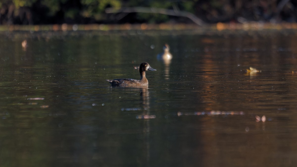 Greater Scaup - ML610521439